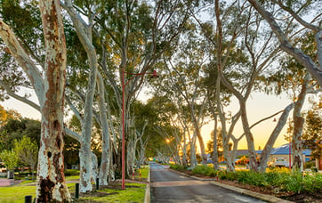 Rivergums and Surrounds